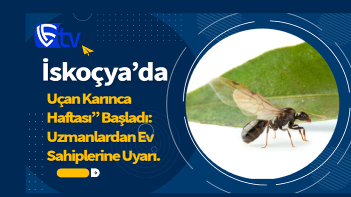 İskoçya’da “Uçan Karınca Haftası” Başladı: Uzmanlardan Ev Sahiplerine Uyarı.