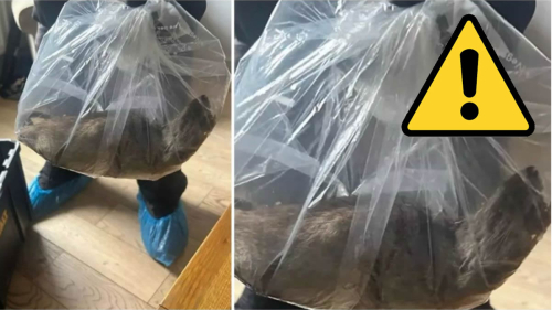 İngiltere Eston’da Kedi Büyüklüğünde Dev Fare Paniği: Uzmanlardan Acil Önlem Çağrısı